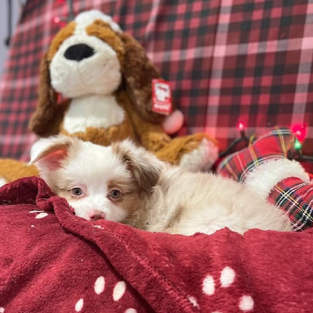 Male Mini Australian Sheperd Puppy for sale