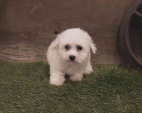 Bichon