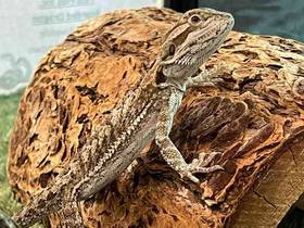 Bearded Dragon