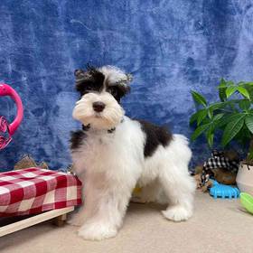 Mini Schnauzer