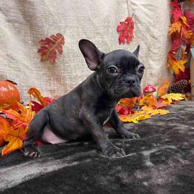 Frenchton