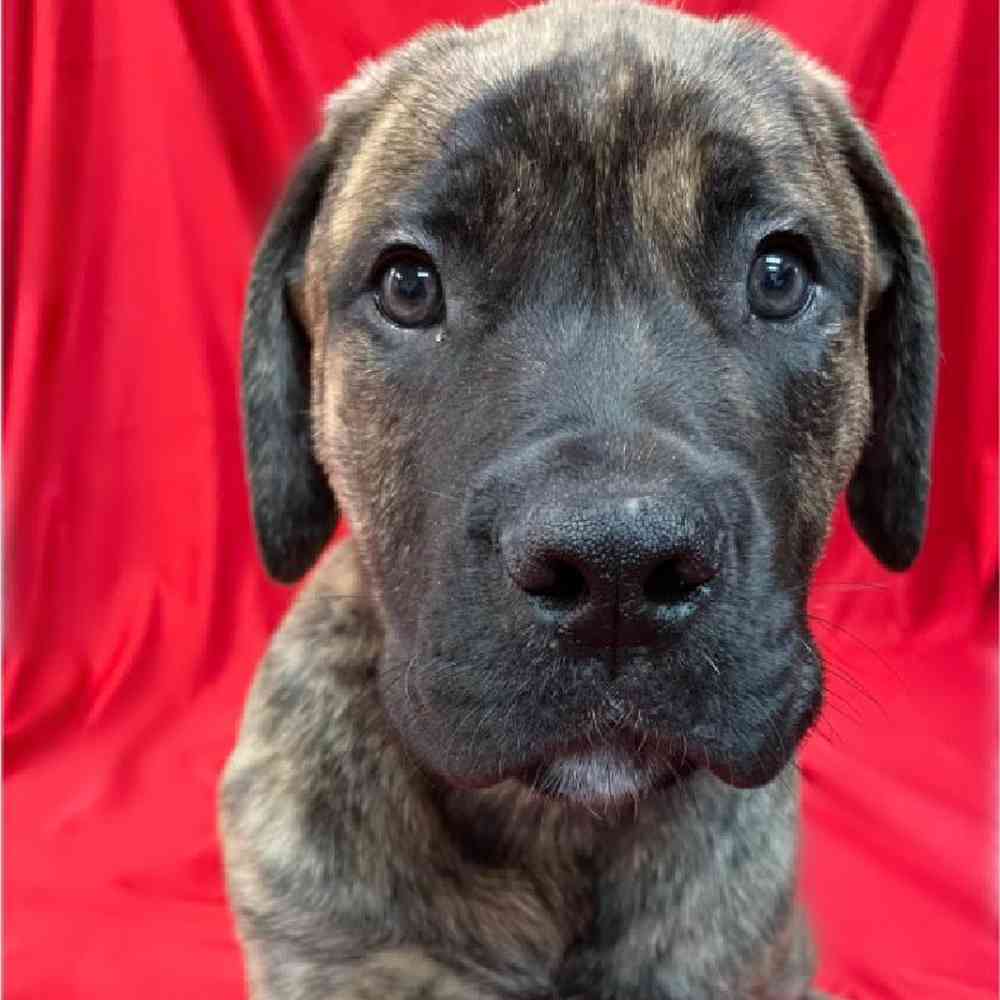 Male Boerboel Puppy for sale