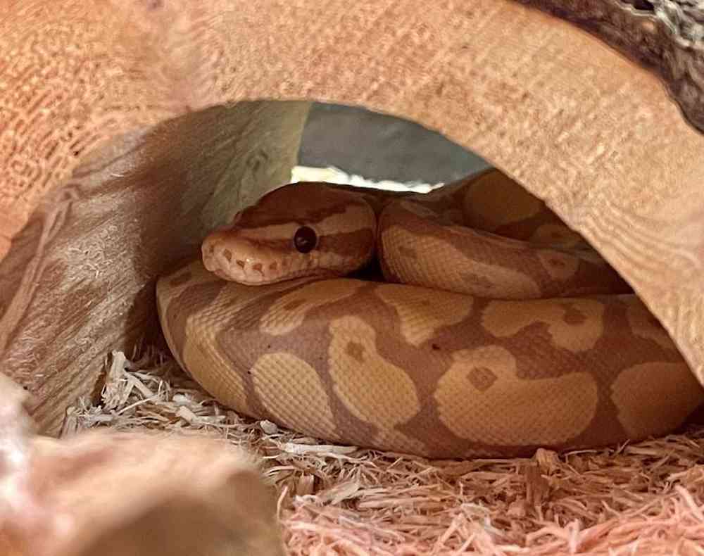 Unknown Banana Enchi Ball Python Reptile for sale