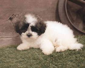 Maltipoo