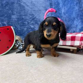 Dachshund