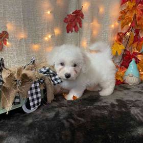 Bichon