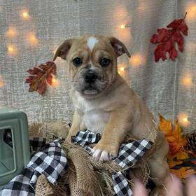 Bulldog Ori Pei