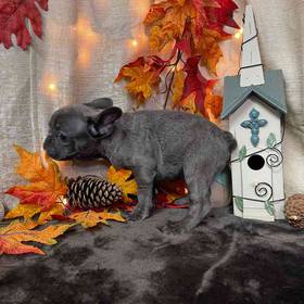 French Bulldog