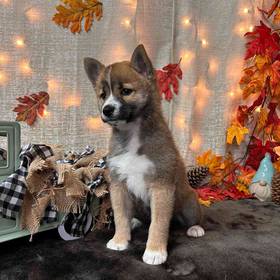 Shiba Inu