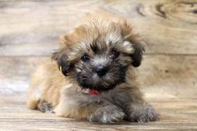 Lhasa Apso