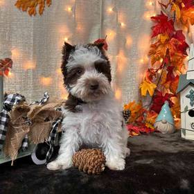 Schnoodle