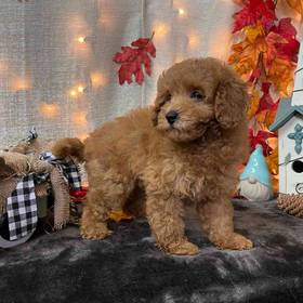 Miniature Goldendoodle