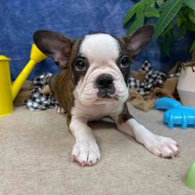Frenchton