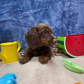 Dachshund