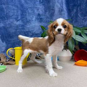 Cavalier King Charles Spaniel
