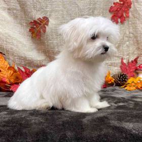 Maltese