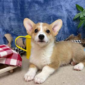 Pembroke Welsh Corgi