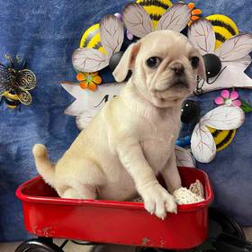 Pug