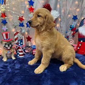 Golden Retriever