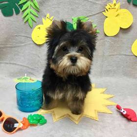 Yorkshire Terrier