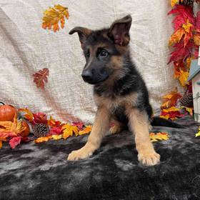 German Shepherd