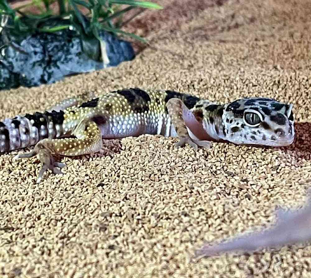 Unknown Morph Leopard Gecko Reptile for sale