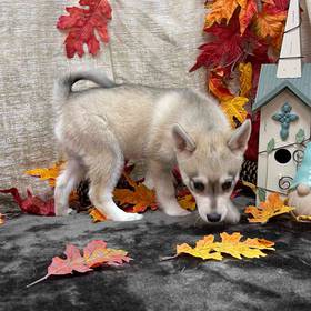 Alaskan Klee Kai