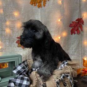 Havanese