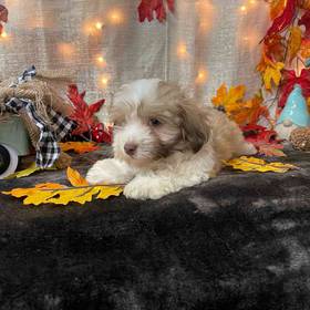 Havanese