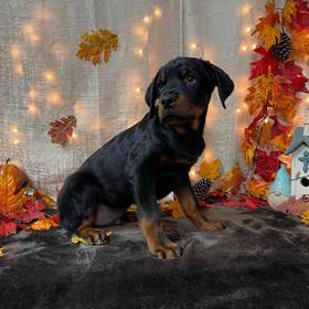 Rottweiler