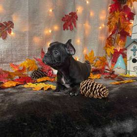 French Bulldog