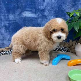 Poodle