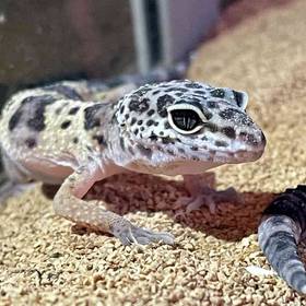 Morph Leopard Gecko