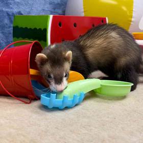 Ferret