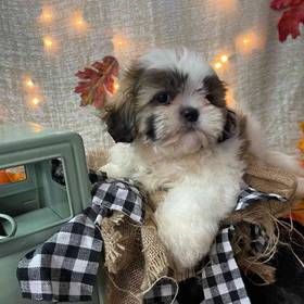 Shih Tzu