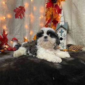 Shih Tzu