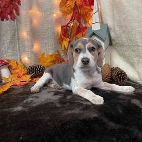 Beagle