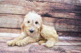 Mini Labradoodle