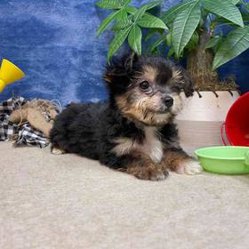 Morkie