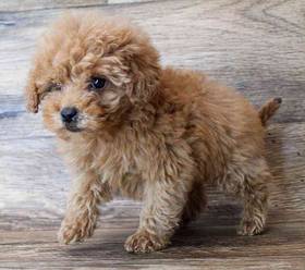 Miniature Goldendoodle