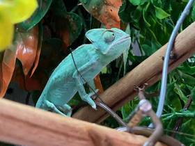 Veiled Chameleon