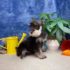 Mini Schnauzer