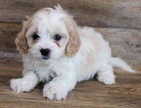 Cavachon