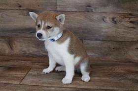 Shiba Inu