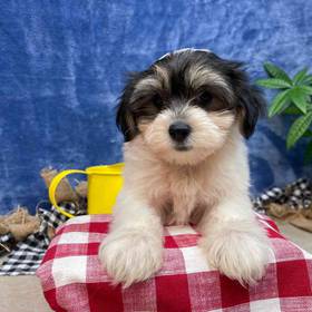 Morkie