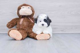 Havanese