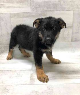 German Shepherd