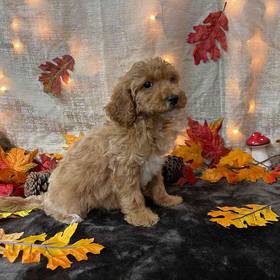 Cavapoo