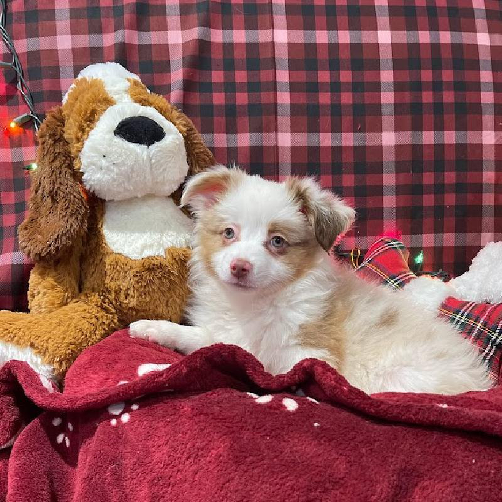 Male Mini Australian Sheperd Puppy for sale