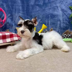 Mini Schnauzer